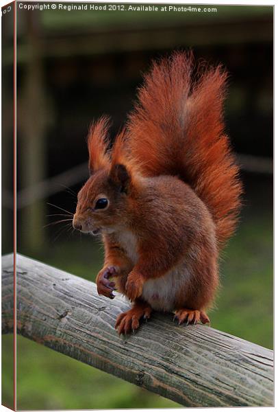 Red Squirrel Canvas Print by Reginald Hood