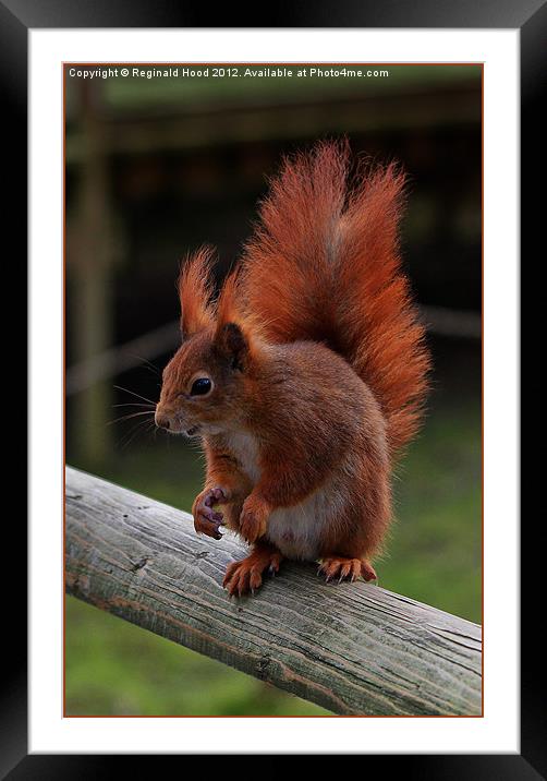 Red Squirrel Framed Mounted Print by Reginald Hood