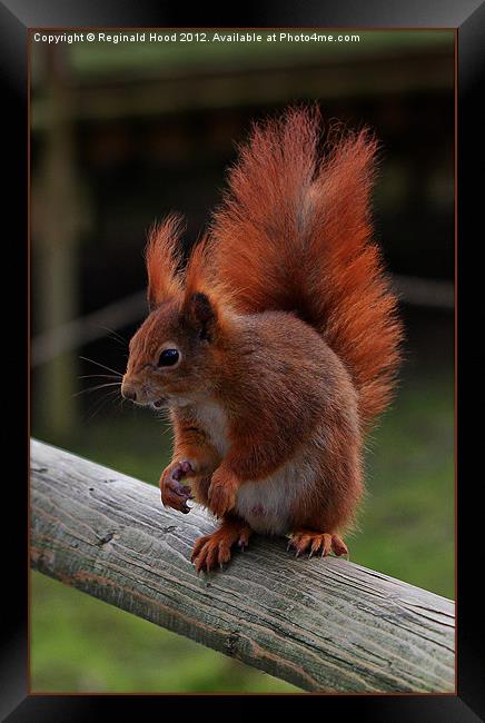 Red Squirrel Framed Print by Reginald Hood