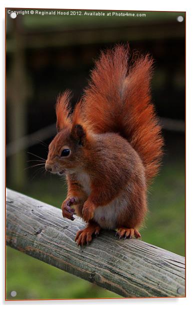 Red Squirrel Acrylic by Reginald Hood
