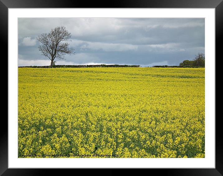 Field of dreams 1 Framed Mounted Print by michelle whitebrook