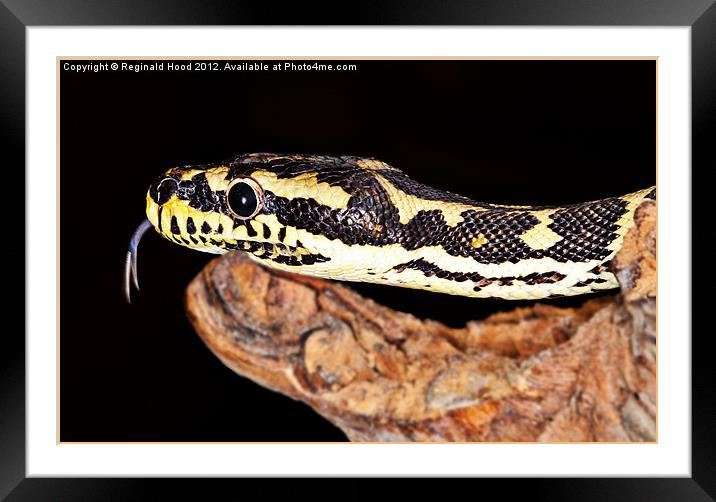 Jungle Carpet Python Framed Mounted Print by Reginald Hood