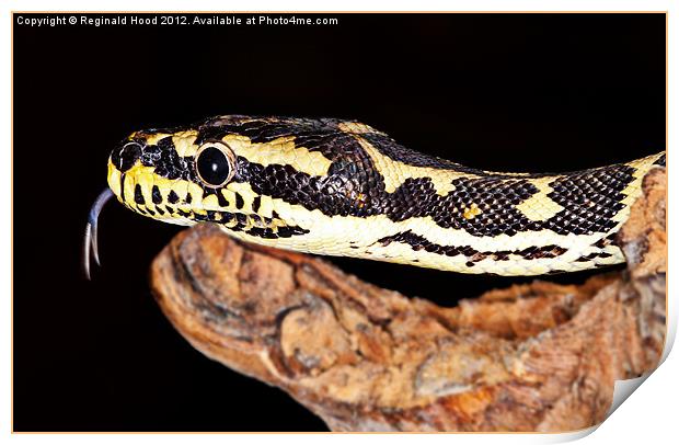 Jungle Carpet Python Print by Reginald Hood
