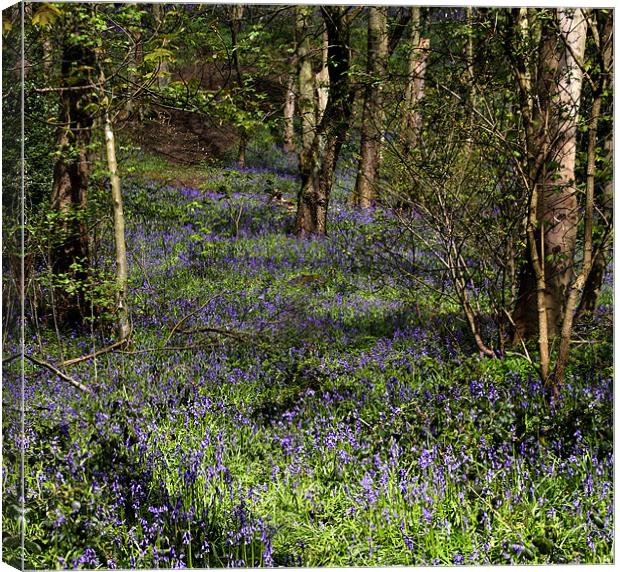 A Walk In Bluebell Woods Canvas Print by Sandi-Cockayne ADPS