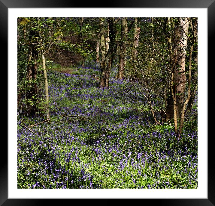 A Walk In Bluebell Woods Framed Mounted Print by Sandi-Cockayne ADPS