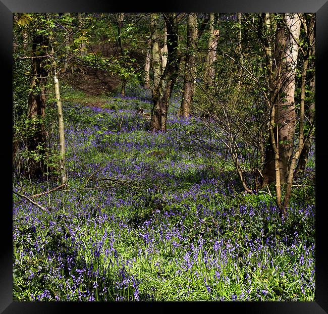 A Walk In Bluebell Woods Framed Print by Sandi-Cockayne ADPS