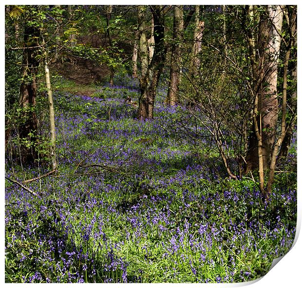 A Walk In Bluebell Woods Print by Sandi-Cockayne ADPS