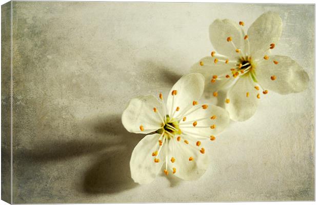twin blossoms Canvas Print by Heather Newton