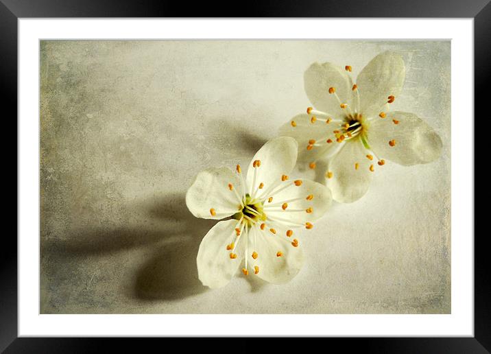 twin blossoms Framed Mounted Print by Heather Newton