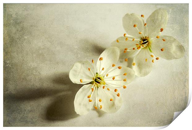twin blossoms Print by Heather Newton