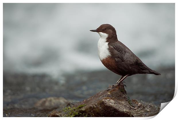 Derbyshire Dipper Print by Natures' Canvas: Wall Art  & Prints by Andy Astbury