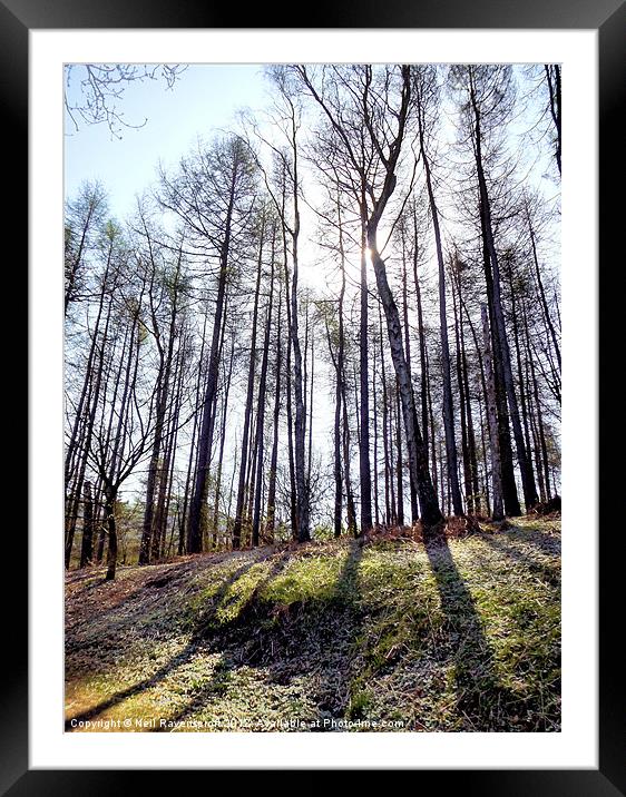 Lost in the woods Framed Mounted Print by Neil Ravenscroft