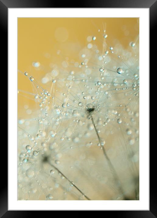 Soft Blue Drops Framed Mounted Print by Sharon Johnstone