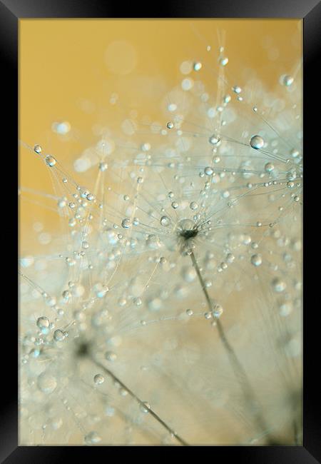 Soft Blue Drops Framed Print by Sharon Johnstone