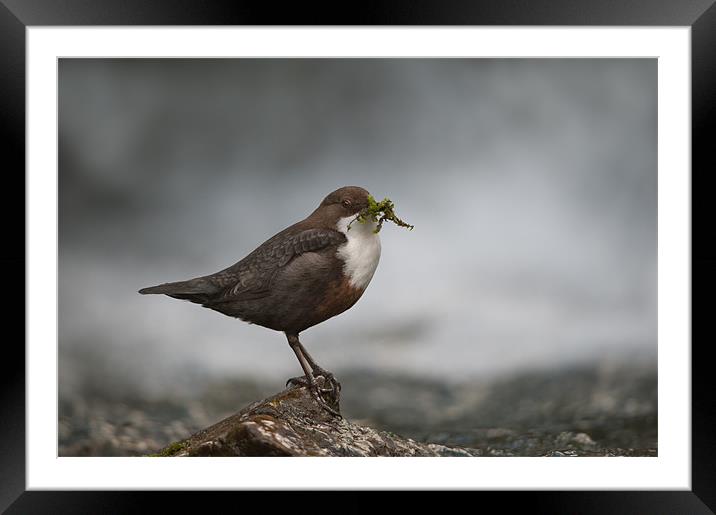 Derbyshire Dipper Framed Mounted Print by Natures' Canvas: Wall Art  & Prints by Andy Astbury