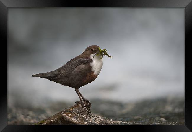 Derbyshire Dipper Framed Print by Natures' Canvas: Wall Art  & Prints by Andy Astbury