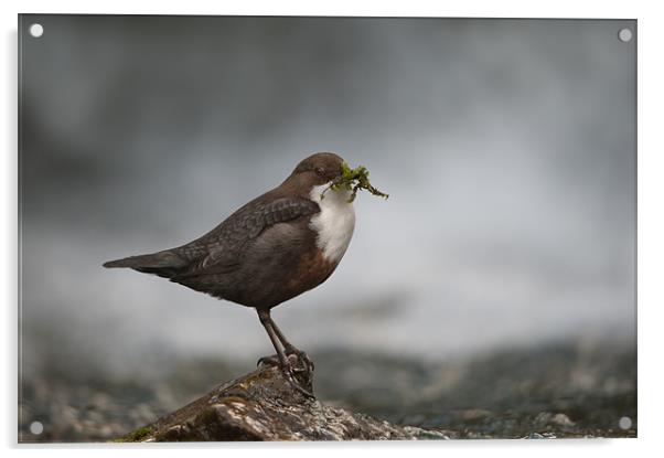 Derbyshire Dipper Acrylic by Natures' Canvas: Wall Art  & Prints by Andy Astbury