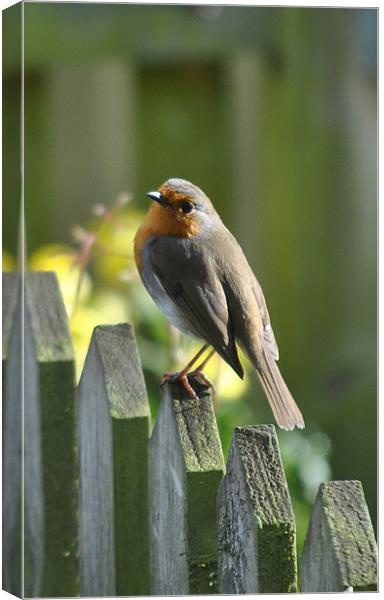 Robin Redbreast Canvas Print by graham young