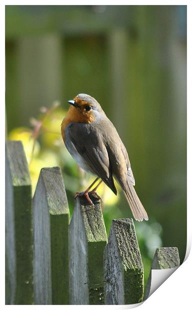 Robin Redbreast Print by graham young