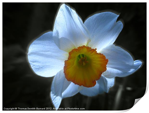 Spring White Daffodil Print by Thomas Dentith Barnard