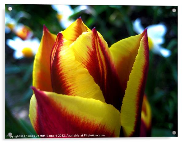 Vibrant Spring Tulip Acrylic by Thomas Dentith Barnard