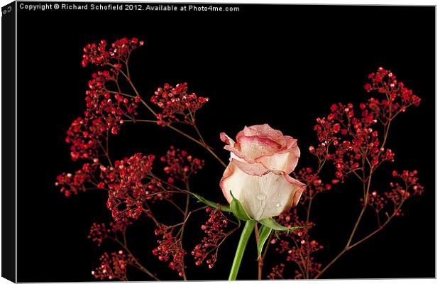 The Pink Rose Canvas Print by Richard Schofield