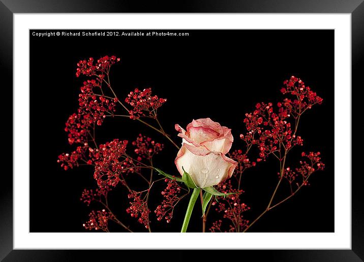 The Pink Rose Framed Mounted Print by Richard Schofield