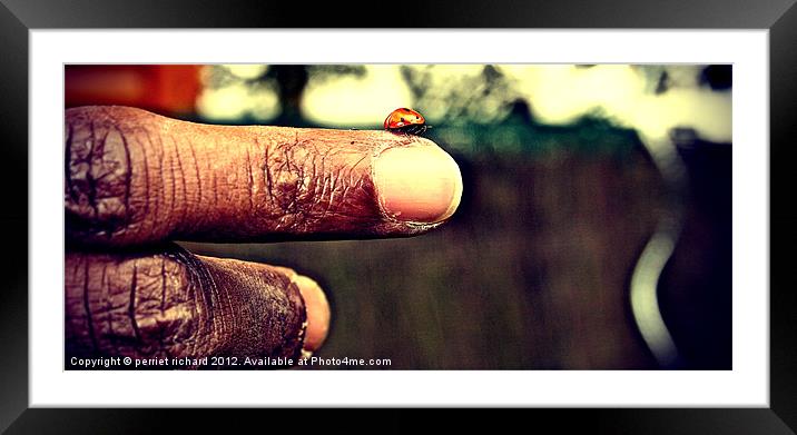 Ladybug on my finger Framed Mounted Print by perriet richard