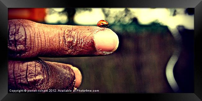 Ladybug on my finger Framed Print by perriet richard
