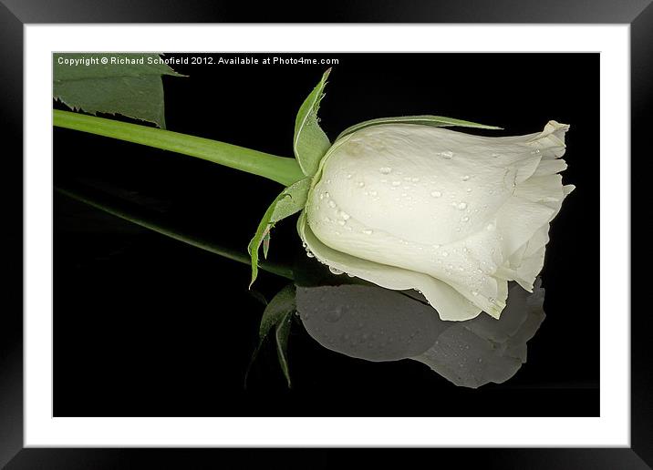 White Rose on Plexiglass Framed Mounted Print by Richard Schofield