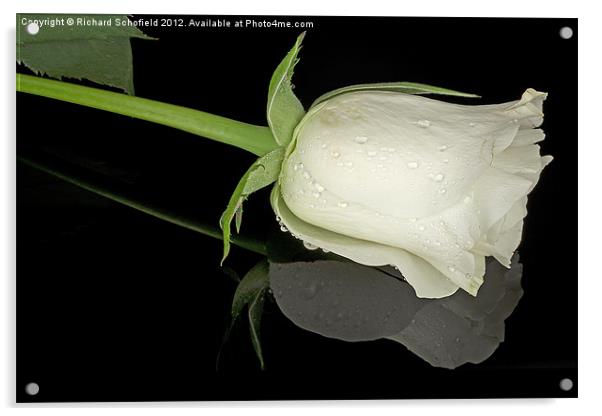 White Rose on Plexiglass Acrylic by Richard Schofield