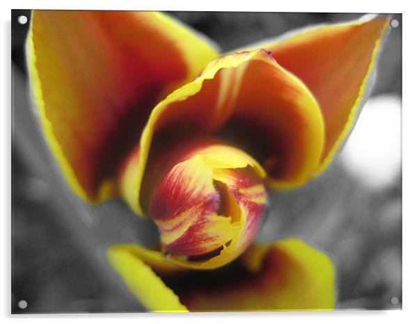 Tulip In Bloom Acrylic by Thomas Dentith Barnard