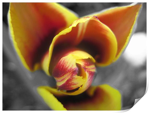 Tulip In Bloom Print by Thomas Dentith Barnard