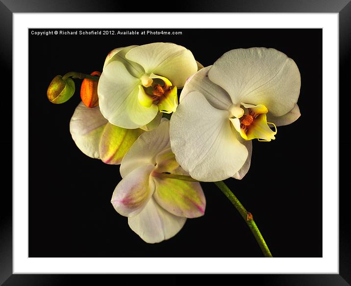 White Orchid On Black Framed Mounted Print by Richard Schofield