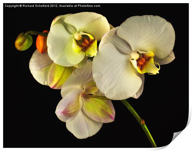 White Orchid On Black Print by Richard Schofield