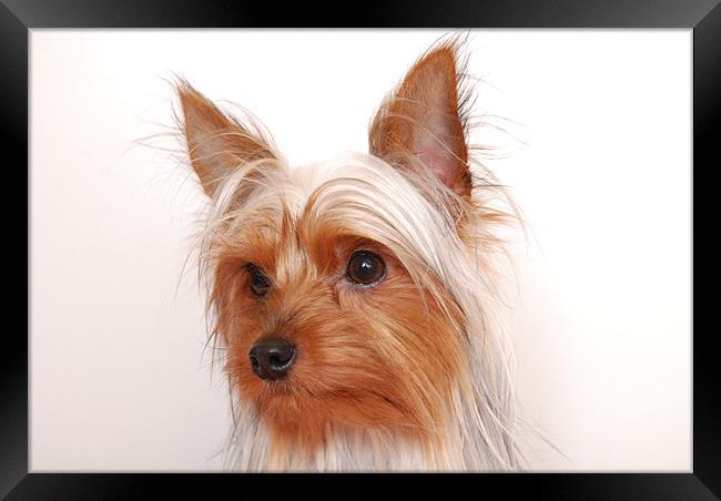 Yorkshire terrier pedigree Framed Print by lee drage