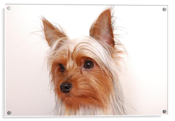 Yorkshire terrier pedigree Acrylic by lee drage