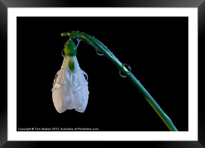 Drops on a Drop Framed Mounted Print by Tom Maslen
