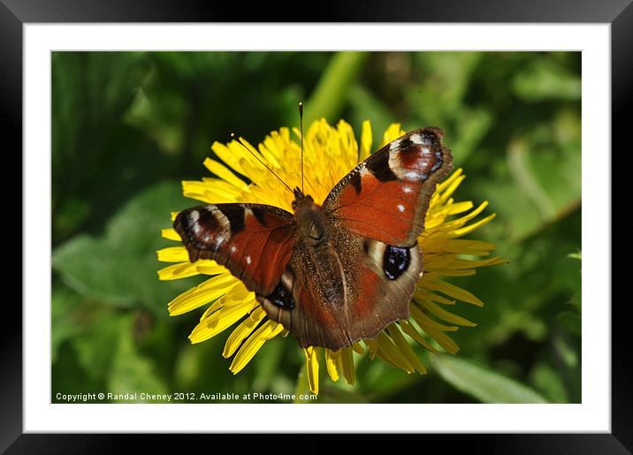 Peacock Butterfly (Aglais io) Framed Mounted Print by Randal Cheney