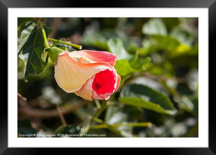 budding Hibiscus Framed Mounted Print by Craig Lapsley