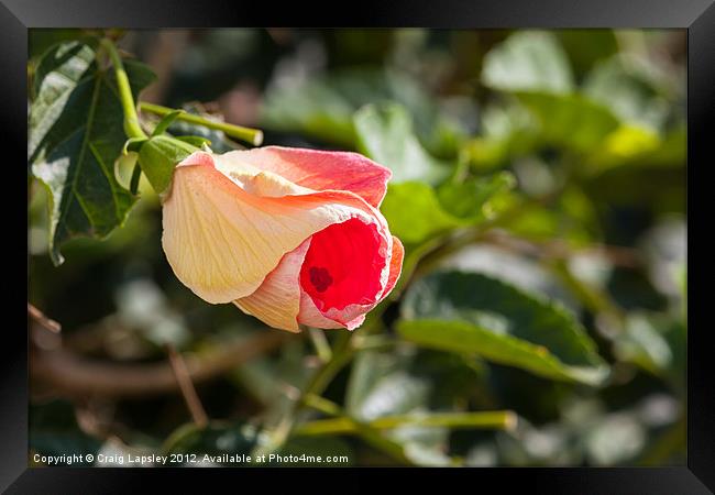 budding Hibiscus Framed Print by Craig Lapsley