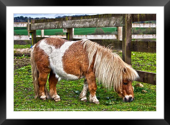 Shetland Pony Framed Mounted Print by Alasdair Preston