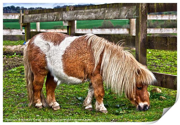 Shetland Pony Print by Alasdair Preston
