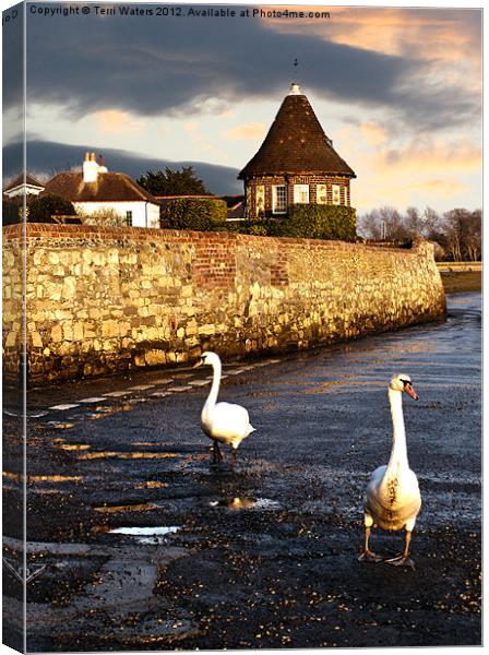Bosham Swans Out for a Stroll Canvas Print by Terri Waters