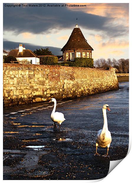 Bosham Swans Out for a Stroll Print by Terri Waters