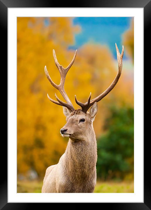 Highland Monarch: The Rutting Season Framed Mounted Print by David Tyrer