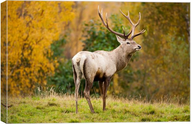 Highland Stag: The Rutting Champion Canvas Print by David Tyrer