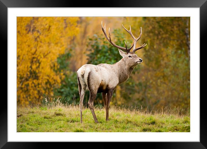 Highland Stag: The Rutting Champion Framed Mounted Print by David Tyrer