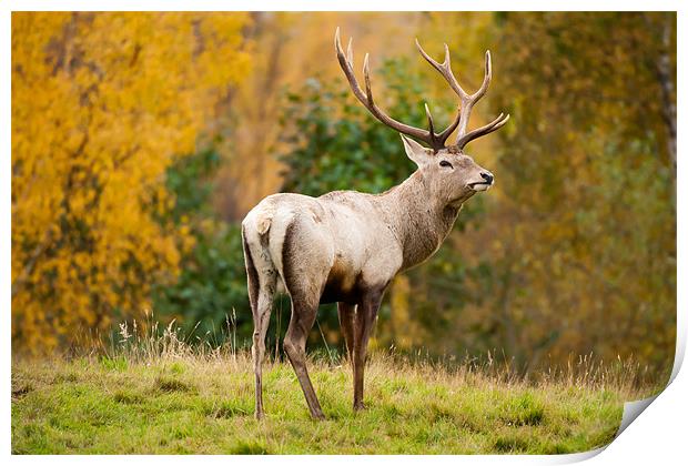 Highland Stag: The Rutting Champion Print by David Tyrer