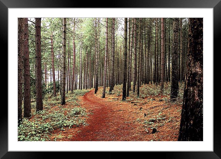 Forest Pathway Framed Mounted Print by Louise Godwin